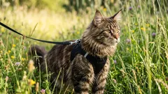 Nejste na to sami: Měli byste venčit svou kočku a jak na to správně