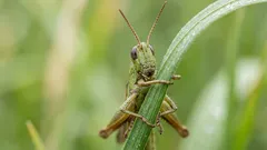 Co znamená cvrčení cvrčků: Nejčastější příčiny a jak zjistit, odkud pochází