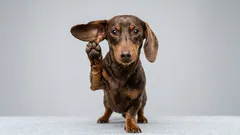 Pozor, váš pes poslouchá: Co domácí mazlíčci chápou z vašich rozhovorů